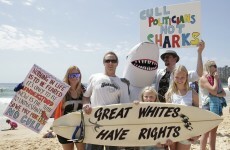 Thousands protest shark culling policy aimed at preventing attacks