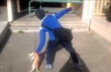 Man in court for throwing four-month-old kitten into the air