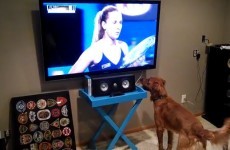 This dog bloody loves watching tennis