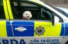 Gardaí found a dog at the wheel of a squad car*