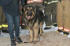 This happy dog was rescued after falling into a ten-foot-deep sinkhole