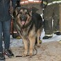 This happy dog was rescued after falling into a ten-foot-deep sinkhole