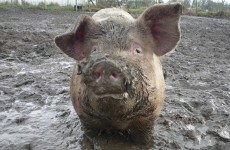Police investigate reports of "screaming" from house, find pigs having sex