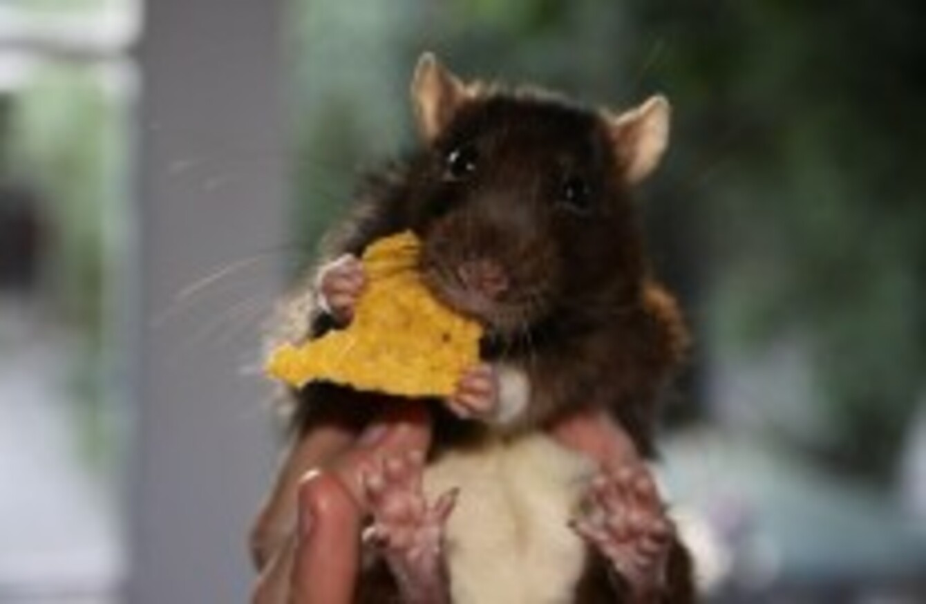 Rats could evolve to become 'bigger than sheep', scientists predict