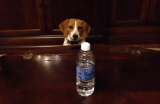 This determined dog really wants to get his paws on that bottle