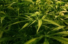 Gardaí seize €160,000 worth of cannabis plants in Kerry
