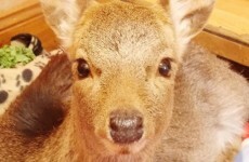 Deer calf Mairead found shot in ditch dies