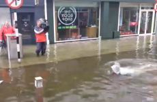 Sharks* have been spotted swimming on the streets of Cork