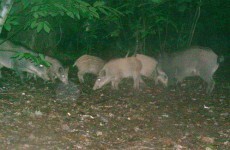 What are all these wild boars* doing running around Ireland?