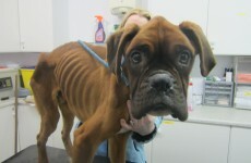 This is why a woman was banned from keeping dogs for 2 years