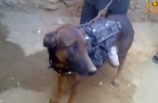 Taliban capture US Military sniffer dog, insist he is 'alive and well'