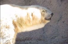 Depressed Argentinian polar bear, 29, waits to see if he can holiday in Canada