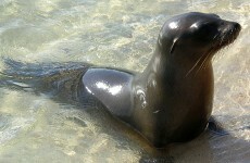 Duffy's Circus brands criticism of their use of sea lions as "misleading and hurtful"
