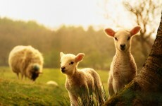 Keep your dogs under control or sheep farmers may shoot them