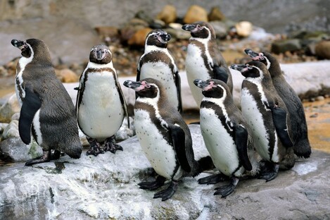Humboldt penguins at another wildlife centre
