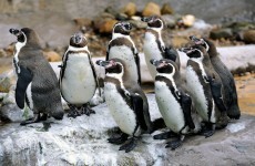 Sad penguins given antidepressants because the British weather is so awful