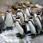 Sad penguins given antidepressants because the British weather is so awful