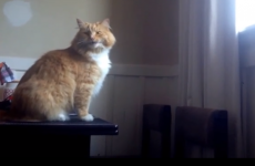 Hopeful cat ALMOST makes it to windowsill