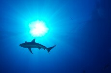 Surfer punches shark in the face