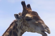 Zoo kills healthy young giraffe despite protests