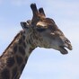 Zoo kills healthy young giraffe despite protests