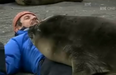 The 9 stages of Charlie Bird being special-cuddled by a seal