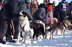 Hilarious talking dog wants to RUN RUN RUN