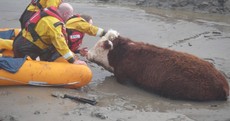 UK floods: River Thames threatens homes, soldiers on standby and a cow stuck in the mud