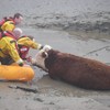 UK floods: River Thames threatens homes, soldiers on standby and a cow stuck in the mud