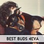 15 signs you think your pet is more important than a human