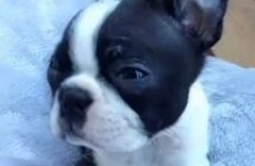 Watch as this tiny puppy is sung to sleep