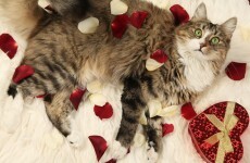 Can't find the time to meet a nice cat? Well, now you can try speed dating