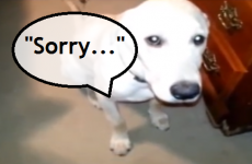 How the hell could you stay mad at these guilty dogs?