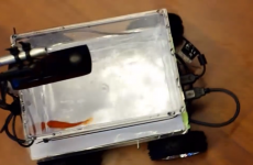 This goldfish is actually driving this robot car