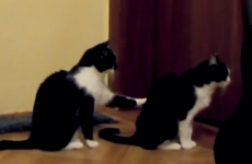 Apologetic cat doesn't take kindly to getting the cold shoulder