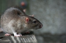 Dead rat stench and mice on desks: Woman gets €20k over rodents at work