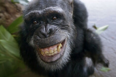 A chimpanzee, contraceptive status unconfirmed.
