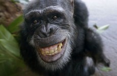 Our chimps are NOT on the pill, say Dublin Zoo