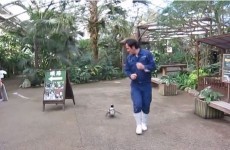 Watch this unbearably cute penguin chasing his zookeeper