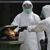 Fifth bird flu case reported in Hong Kong
