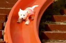 This super dog is absolutely mad about slides