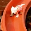 This super dog is absolutely mad about slides