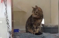 VIDEO: Here's what happens when you go speed dating with cats