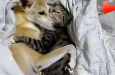 Kick off Valentine's Day with these adorable cuddling animals