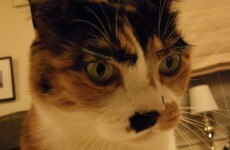 These dogs and cats with fake eyelashes are hilariously adorable
