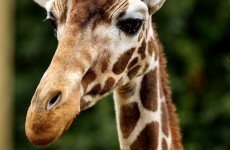 Danish zoo may kill ANOTHER healthy giraffe named Marius