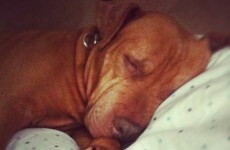 Abused dog's new owner writes touching open letter to person who hurt her