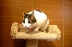 Cats puking hairballs to techno music is the oddest thing on the internet