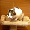 Cats puking hairballs to techno music is the oddest thing on the internet