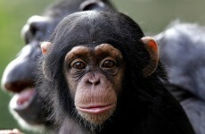 "I said COME HERE"...Chimps use 66 distinct gestures to communicate